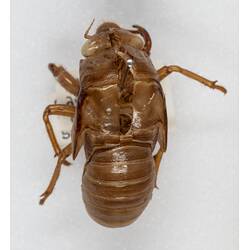 Our Wondrous Planet, Our Wild Family: Dry Specimen - Greengrocer, <em>Cyclochila australasiae</em> (Donovan, 1805)