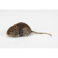<em>Pseudomys shortridgei</em>, Australian Heath Mouse. [C 25047]