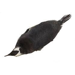 <em>Pygoscelis papua papua</em>, Gentoo Penguin. [B 21023]