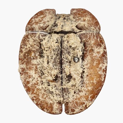 <em>Emcephalus floccosus</em>, Flocculent Pie-dish Beetle. [COL 143629]