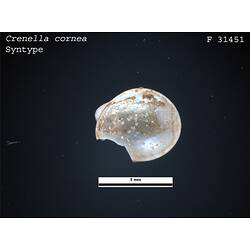 <em>Crenella cornea</em>, bivalve.  Syntype.  Registration no. F 31451.
