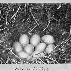 Photograph - Wild Duck's Nest with Nine Eggs, by A.J. Campbell, Victoria, circa 1895