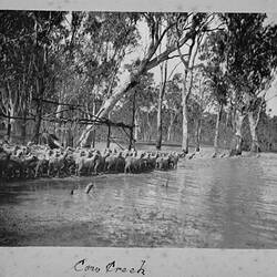 Photograph - by A.J. Campbell, Cow Creek, New South Wales, circa 1900