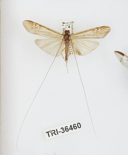 Family Hydropsychidae, caddisfly. [TRI 36467]