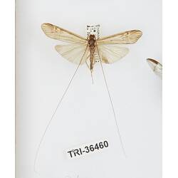 Our Wondrous Planet, Our Wild Family: Dry Specimen - Caddisfly, Hydropsychinae