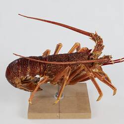 <em>Jasus edwardsii</em>, Southern Rock Lobster. [J 75632]