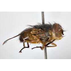 Lateral view of pinned blowlfy specimen.