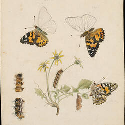 Coloured illustration of butterflies on flowers.