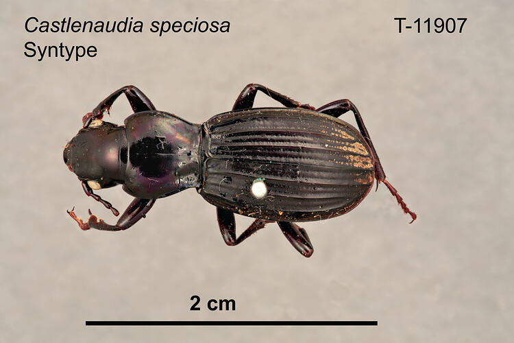 Beetle specimen, dorsal view.