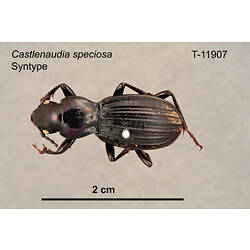 Beetle specimen, dorsal view.