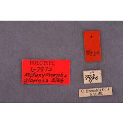 Entomology type specimen labels.