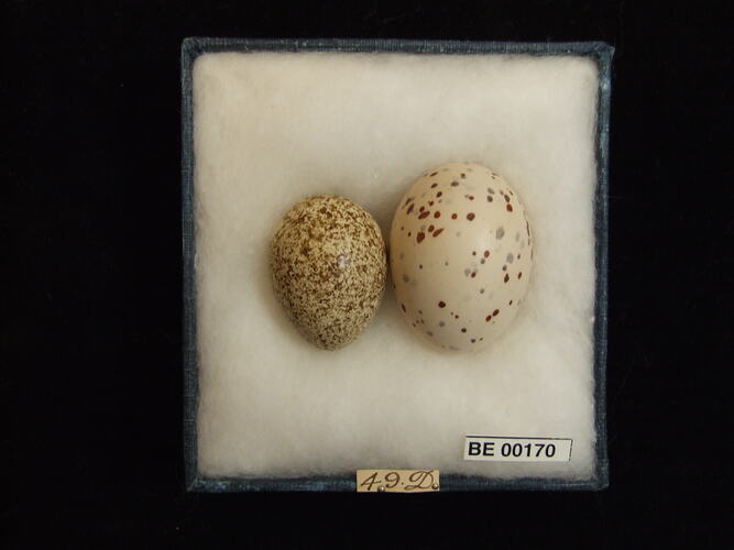 Two bird eggs with specimen labels in box.