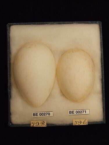 Two bird eggs with specimen labels in box.