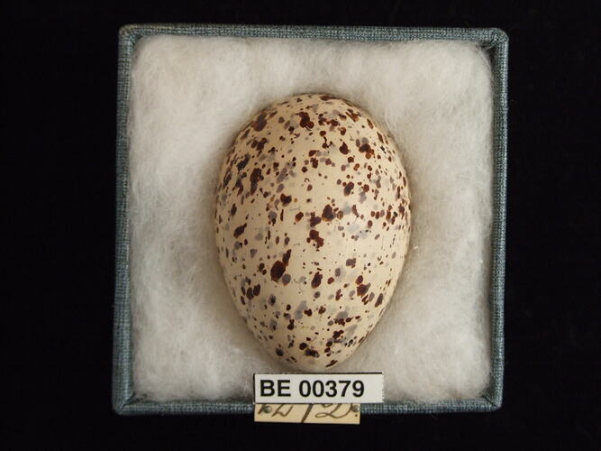 Bird egg with specimen labels in box.