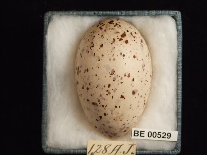 Bird egg with specimen labels in box.