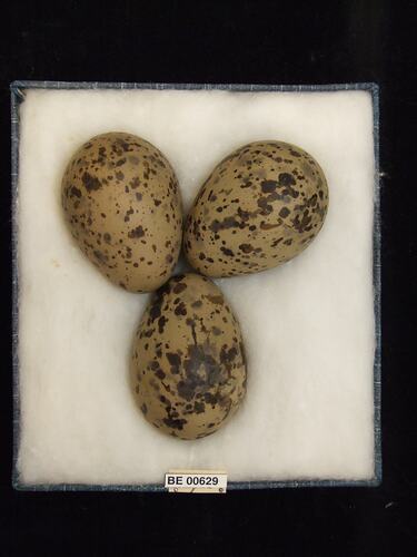 Three bird eggs with specimen labels in box.