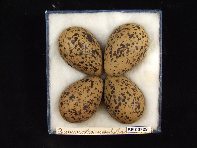 Four bird eggs with specimen labels in box.