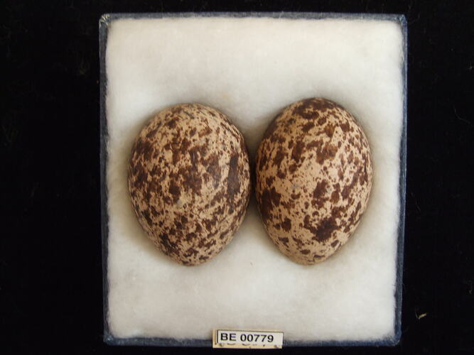 Two bird eggs with specimen labels in box.