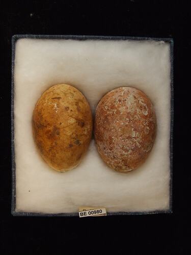 Two bird eggs with specimen labels in box.