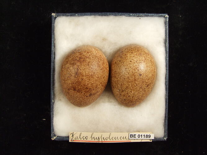 Two bird eggs with specimen labels in box.