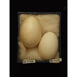 Two bird eggs with specimen labels in box.