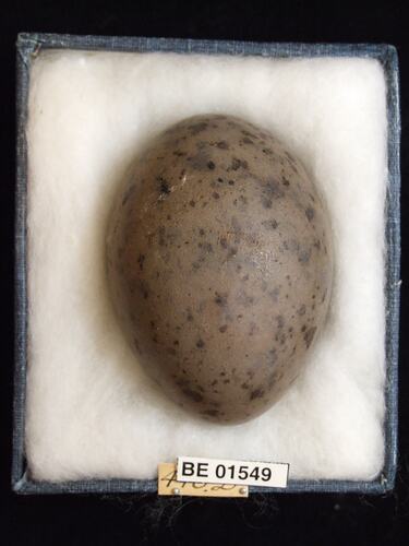 Bird egg with specimen labels in box.