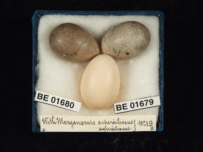 Three bird eggs with specimen labels in box.
