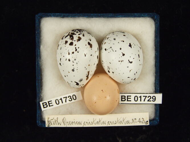 Three bird eggs with specimen labels in box.