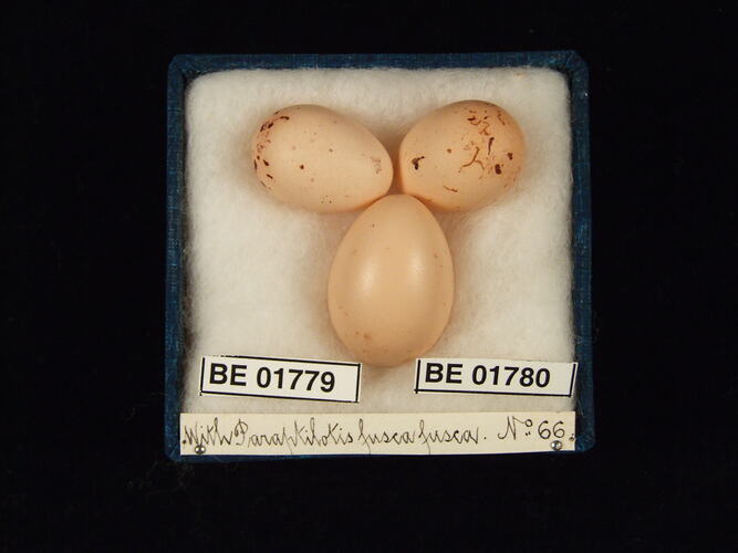 Three bird eggs with specimen labels in box.