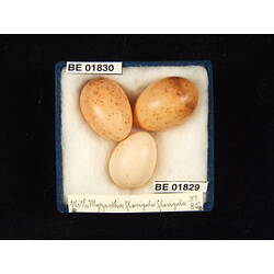 <em>Manorina flavigula flavigula</em>