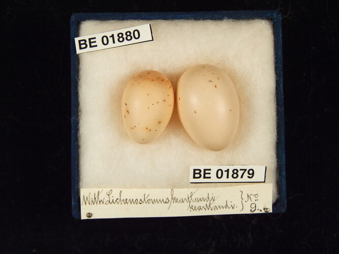 Two bird eggs with specimen labels in box.