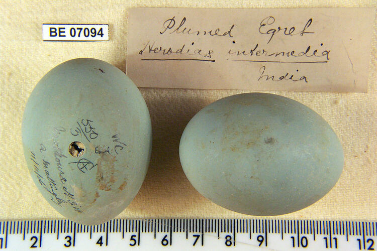 Two bird eggs with specimen labels beside ruler.