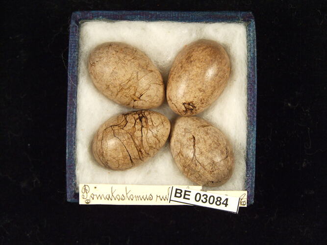Four bird eggs in box with labels.