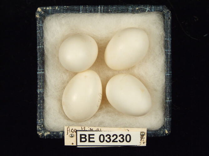 Four bird eggs in box with labels.