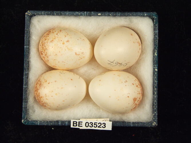 Four bird eggs in box with specimen labels.