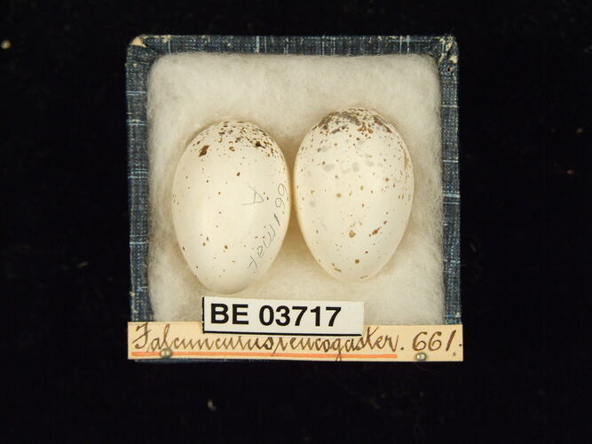 Two bird eggs in box with specimen labels.