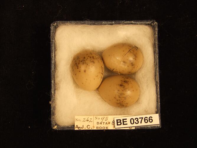 Three bird eggs in box with specimen labels.