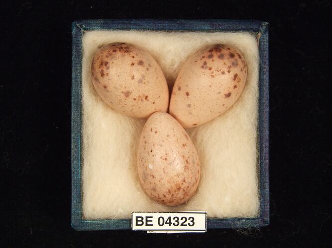 Three bird eggs in box with specimen labels.