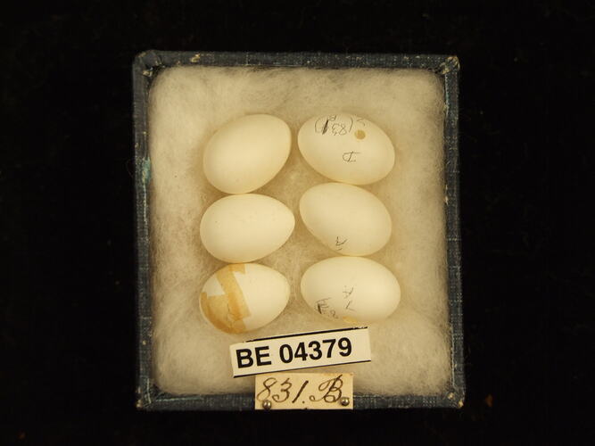 Six bird eggs in box with specimen labels.