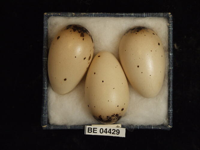 Three bird eggs in box with specimen labels.