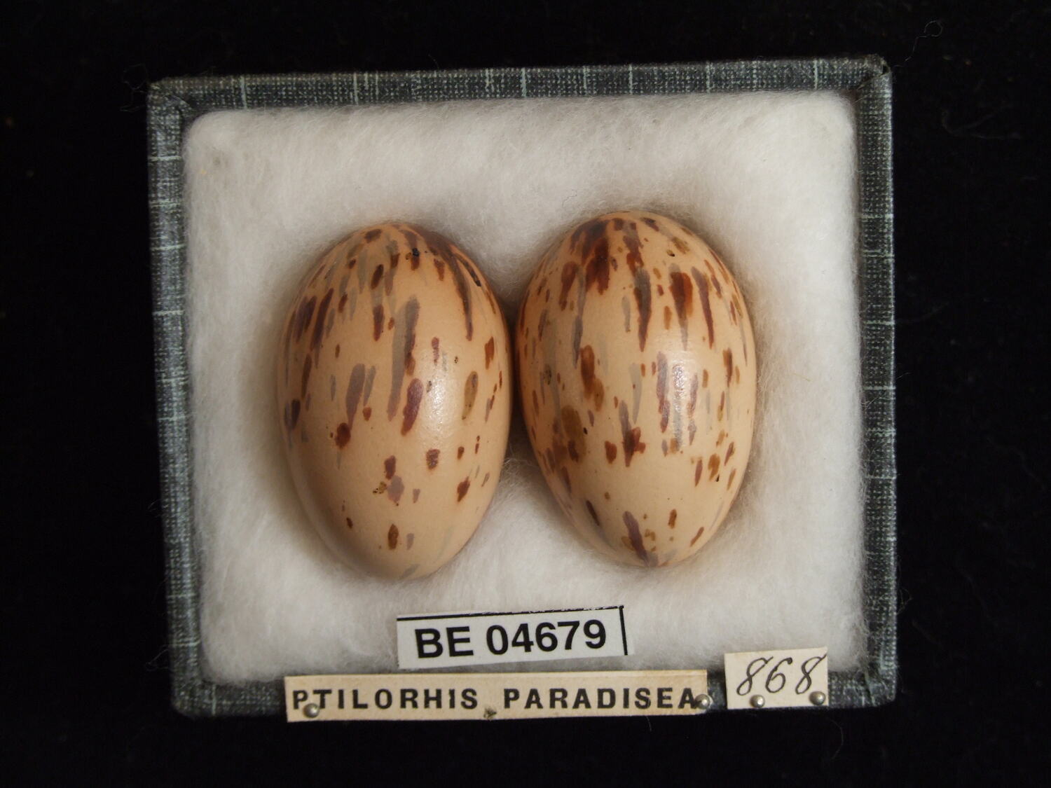 Ptiloris paradiseus