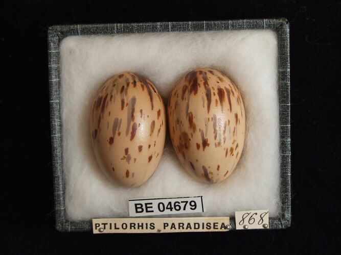 Two bird eggs with specimen labels in box.