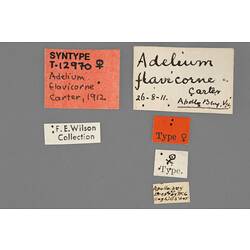 Entomology type specimen labels.