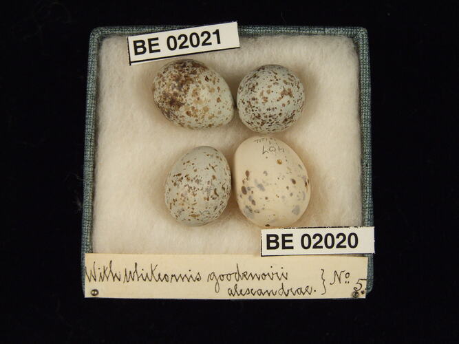 Four bird eggs with specimen labels in box.