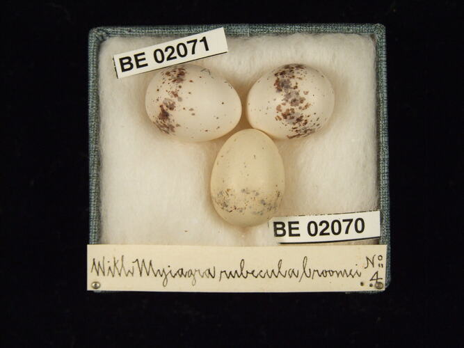 Three bird eggs with specimen labels in box.