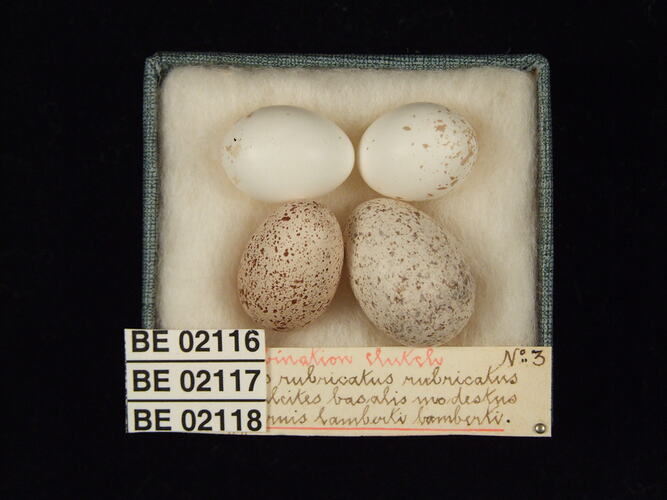 Four bird eggs with specimen labels in box.