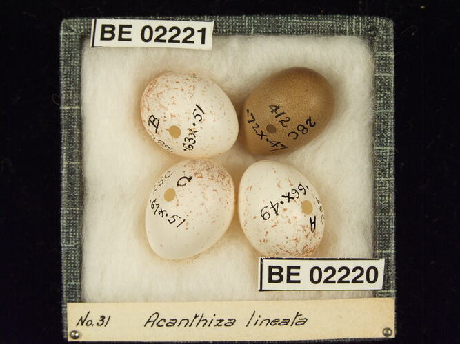 Four bird eggs with specimen labels in box.
