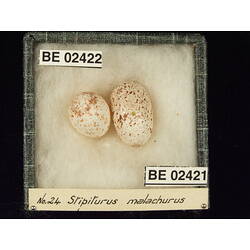 <em>Stipiturus malachurus malachurus</em>