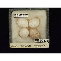 <em>Acanthiza uropygialis</em>