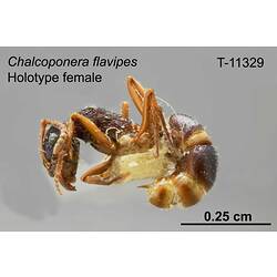 Ant specimen, female, lateral view.
